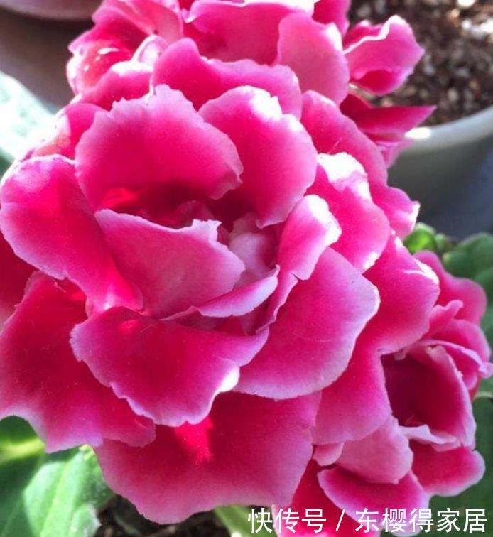 家里就养4种花,满屋飘香,好闻又漂亮,心情舒畅!