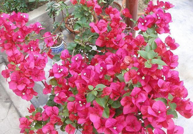 开花|三角梅开花越来越少,是“它”在作怪,盆里撒1把粪,下次开爆盆