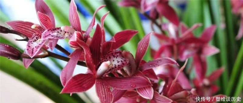 成全|郑板桥信手拈来的一首诗,题写在自己画作上,成全了兰花的美名!