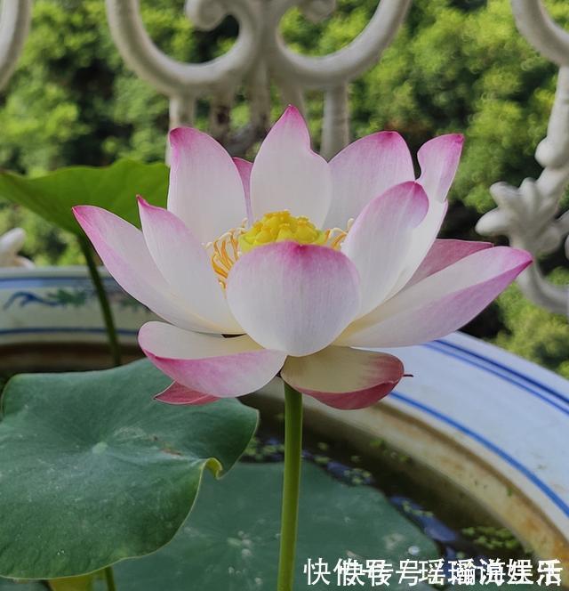 能养阳台上养的荷花,有个碗就行,种植容易,开花超美,值得拥有