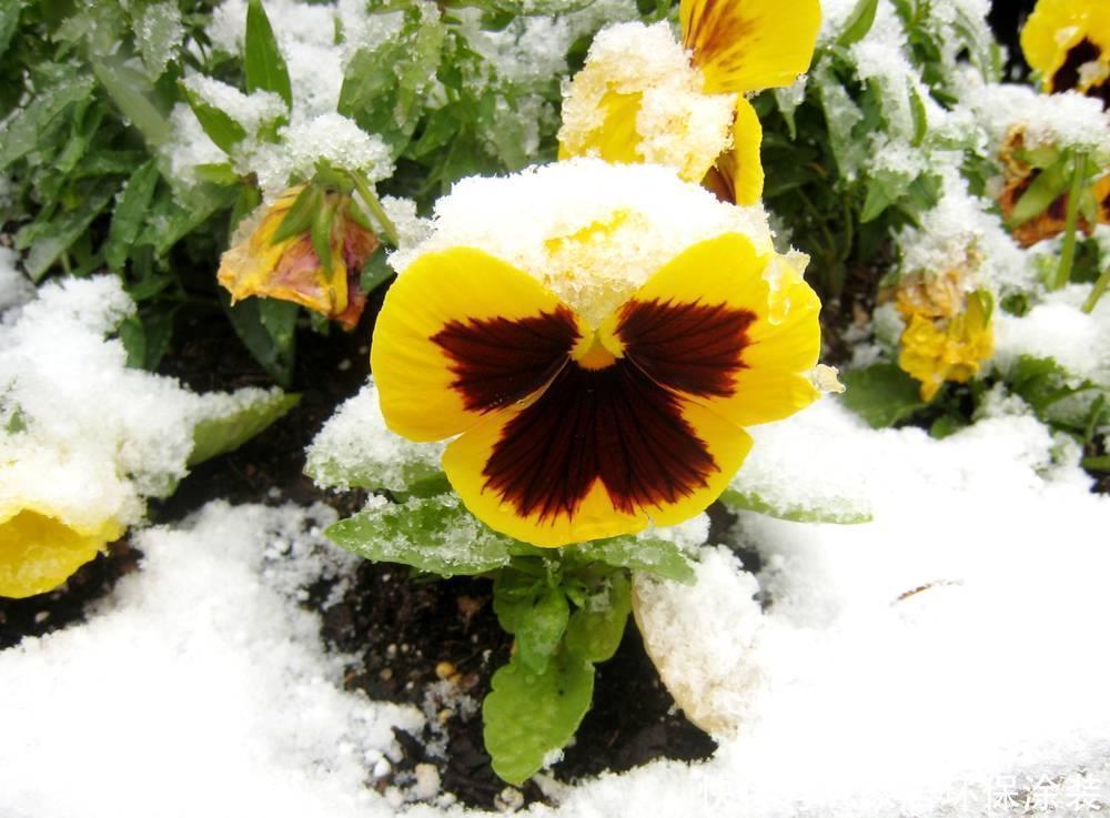 6种“冷艳”花,就爱寒冬开,越冷越娇艳,雍容又华丽