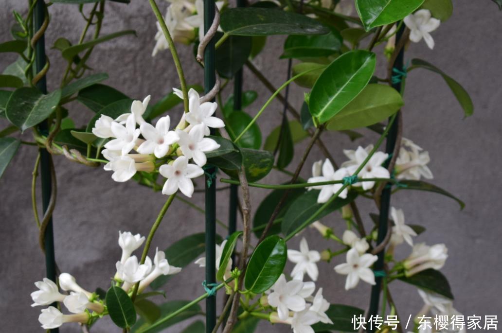 盆栽|养茉莉,夏季完美避开这3个难题,花多香味大,爆满盆