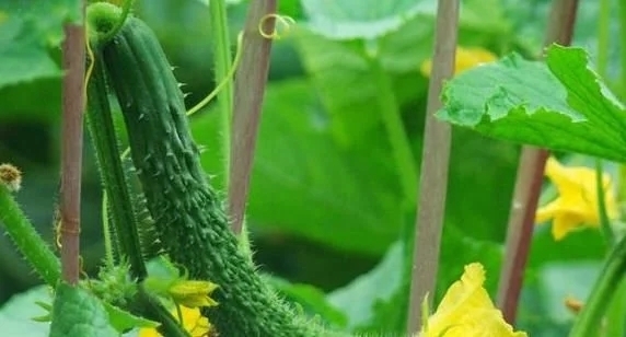 禁忌|黄瓜虽好但不能乱吃,吃黄瓜注意2大“禁忌”,吃错就是害自己!