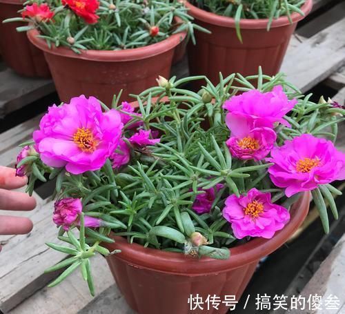 很喜爱种植花儿,又担心养不好,不用担心,有一些容易种植的