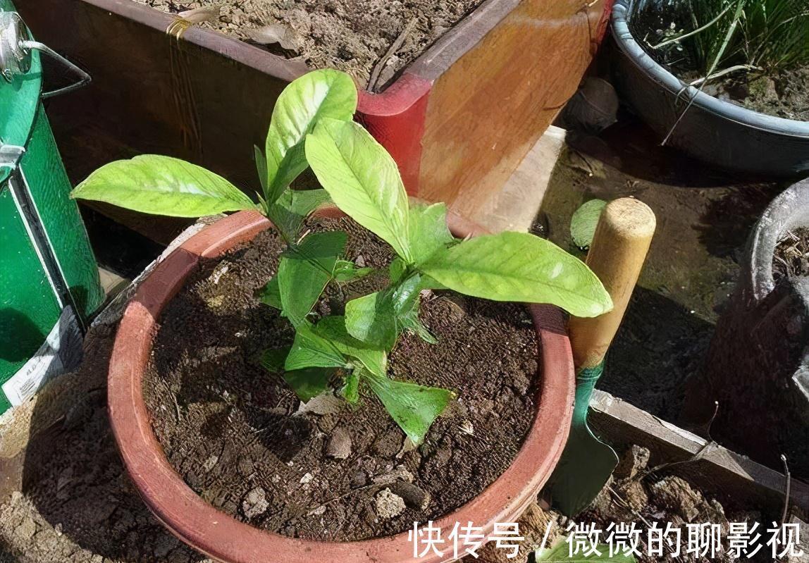 这三种东西铺在花盆里,不管种养什么花,根部都会生长得非常茁壮