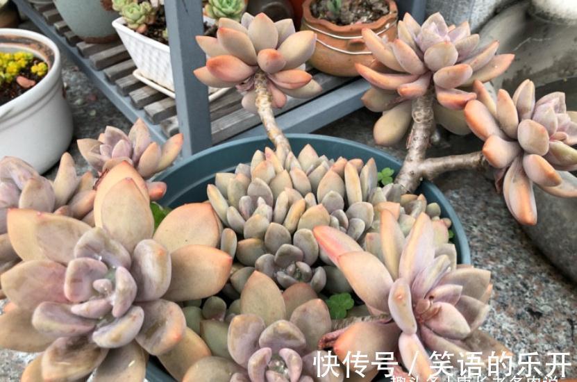 缓释肥|多肉冬美人冬天施肥?也可以,但用肥有讲究,不然会变“冬霉人”