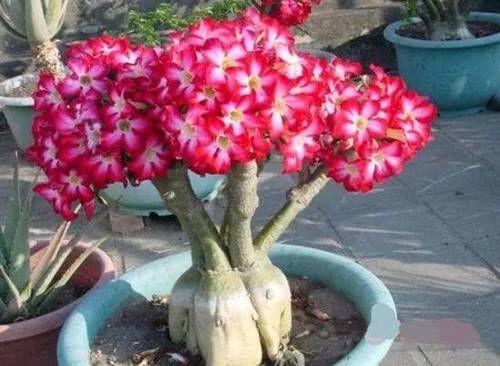 几种最适合冬天养的懒人植物，一定要来一盆