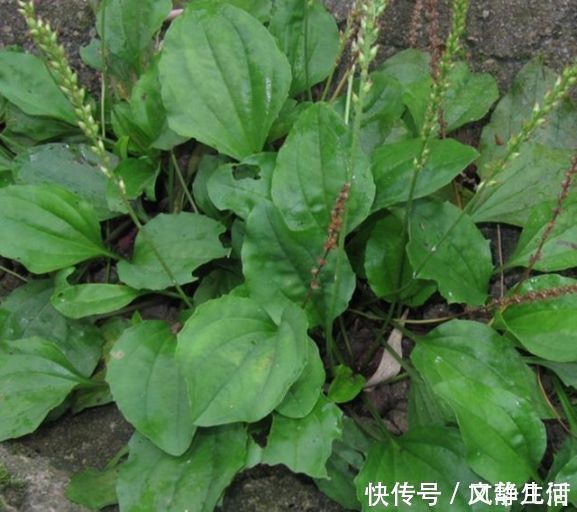 排毒养颜|车前草有妙用，治疗关节炎只是其一，中老年犯的大病小病全靠它