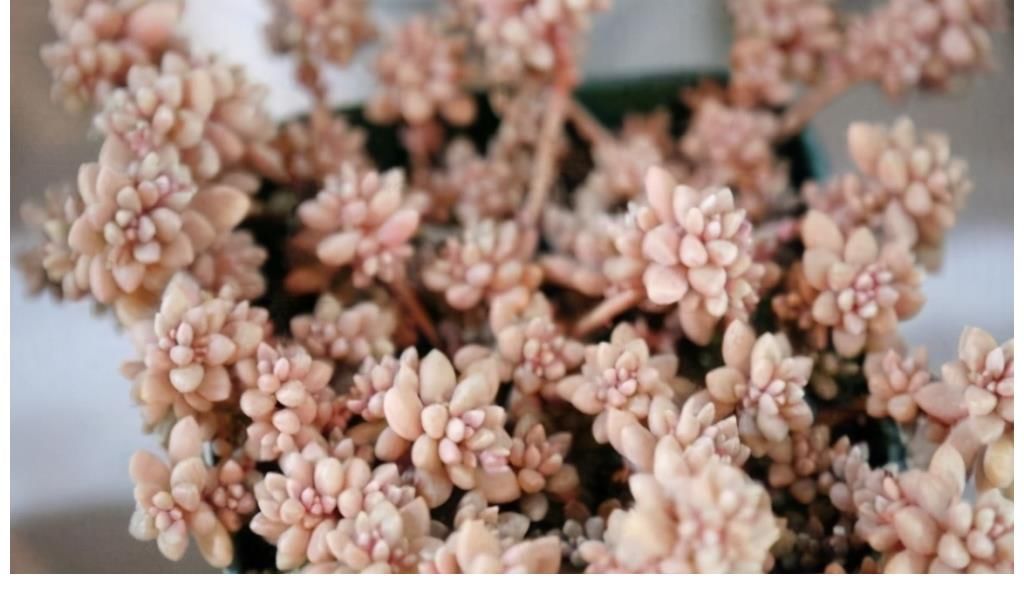 冬美人|5种多肉很好养，沾土能活，新手也养不死