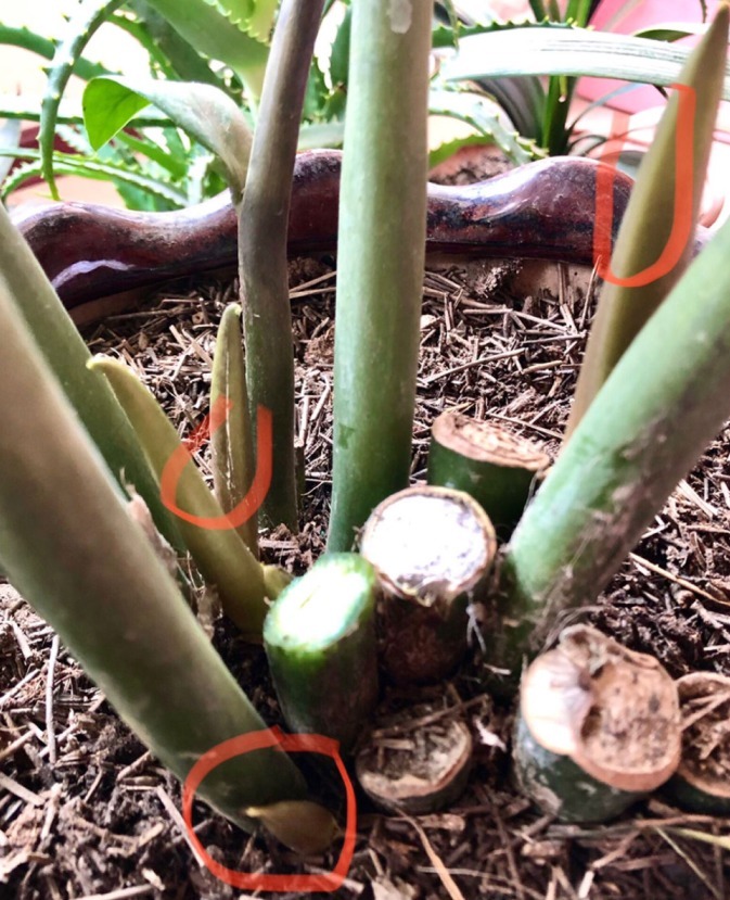 一种懒人植物，最怕浇水，一浇水黄叶又烂根！