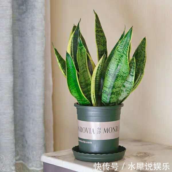 小芽|虎皮兰长得慢、不冒小芽盆土“一扒拉”，小芽蹭蹭窜出来！