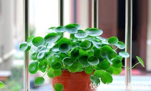 养人|客厅摆上6种花,不仅养人还旺财,一听名字就是吉祥花