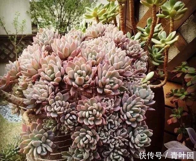 养花不要太勤快,这些花越懒的人养越爆盆!