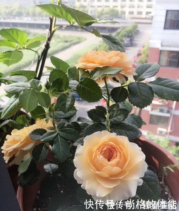 香气|不输果汁阳台，这款阳台盆栽月季，月月花开，香气四溢，值得入手！