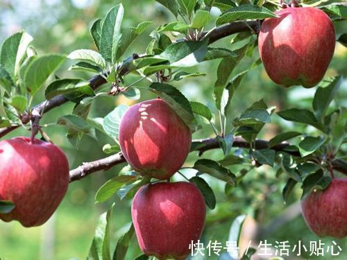 肠道|巧治便秘的食物有哪些?给你说7种,其中无效的占一半,别再用了