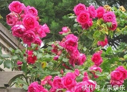 5款藤本月季，号称“开花机器”，花色美花期长，值得拥有！