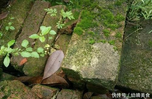 农村厕所旁挖的“青苔”,养在咸菜缸里,浇水就活,最少值一千块