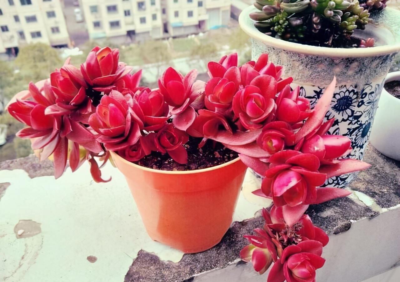 浇水|夏天养多肉，防晒并不是最重要的，做好这4件事就能少收空盆