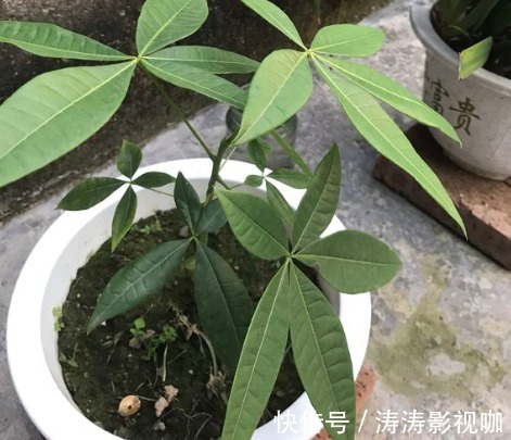 发财树|发财树黄叶萎蔫，做好这两步，不用一月就能缓过来！