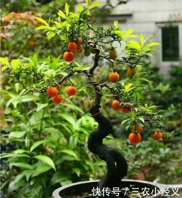 怎样养护好家中的金弹子盆景