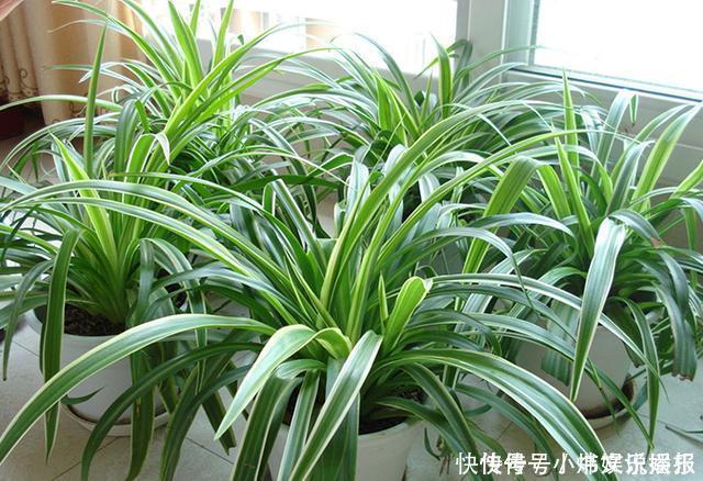 净化|7种“有益花”，养在家里身体好，清新空气病菌少，你家还没养