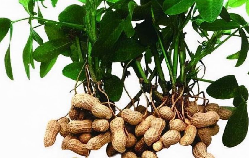 如意果|养生的最佳方式莫过于食补了,多吃3种如意果,寓意健康如意