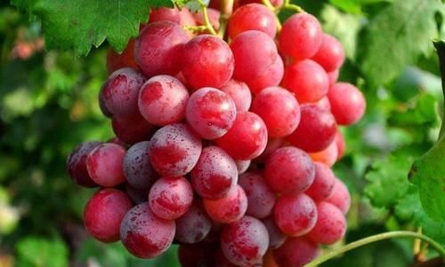 补中益气|夏天女性都吃的食物，不可忽略，增强体质，健脑益智，补中益气