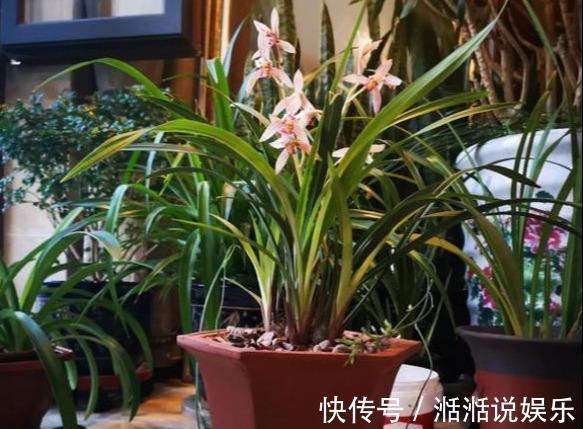 偏施|兰花病歪歪的不开花3点做不足，养成“吊兰”，难开花