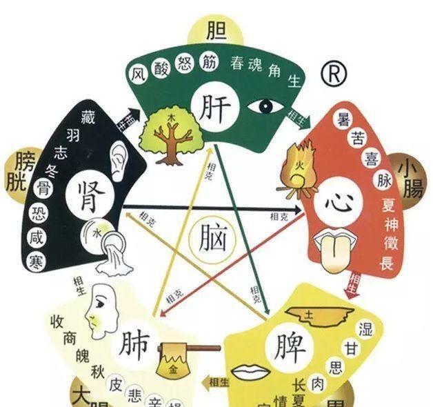 五脏|老中医:如此养我们的心、肝、脾、肺,肾,能让五脏焕发活力