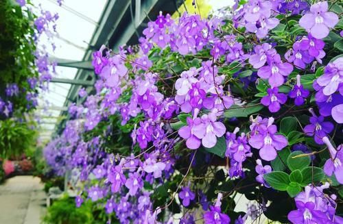 花盆里开出小“海豚”花,耐阴好养,有点散光就能花开2季