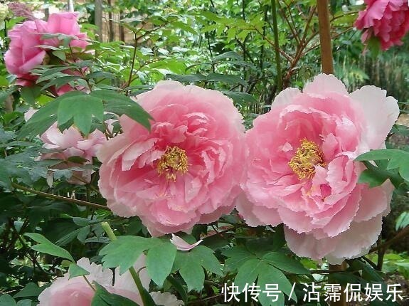 生肖|妻子属此三大生肖,旺夫旺子旺家,自己一辈子也能享福不尽