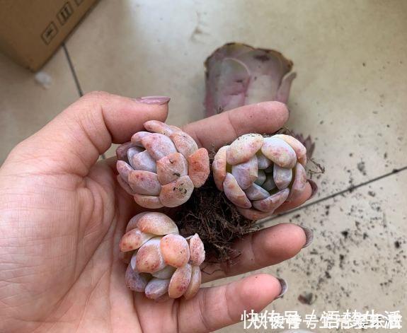 诀窍|多肉易出问题,就是根没养好,2个养根诀窍,肉肉晶莹剔透