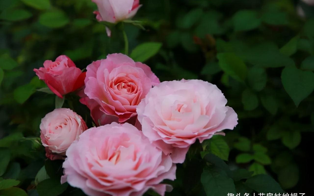 一个家里能栽得下去多少品种的月季?朋友家的小花园告诉你