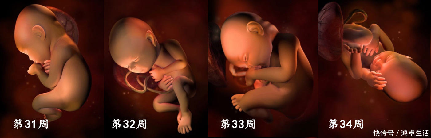 子宫|胎儿在子宫的成长过程!看着宝宝一点点长大,心里满是爱