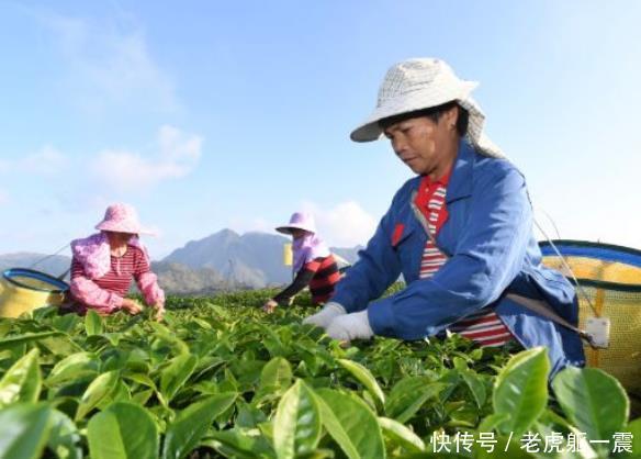 糖尿病的“克星”找到了,每天坚持喝降糖降压,效果堪比胰岛素