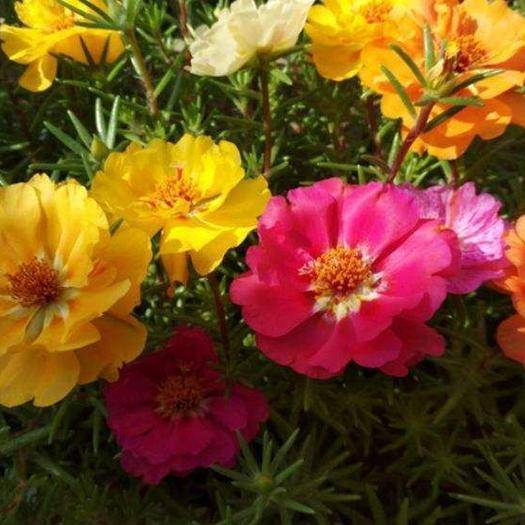 喜欢在家中养护花卉，就选花色绚丽，开花繁多，花开漂亮的3种花