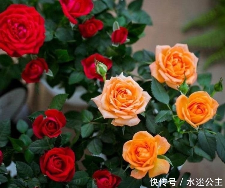 家养“3种花”,花大色艳花期长,盛开时繁花似锦,花色美轮美奂