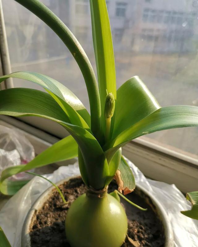 这花有个大肚子,里面全是水,1个月不浇照样活