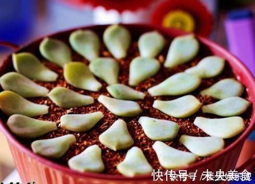 叶片|多肉植物不用买,像张大爷这样捡,养出多肉小花园,不比买的差