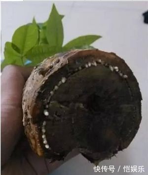 君子兰、发财树烂根了别着急把它如此丢水里,没几天就长满了根