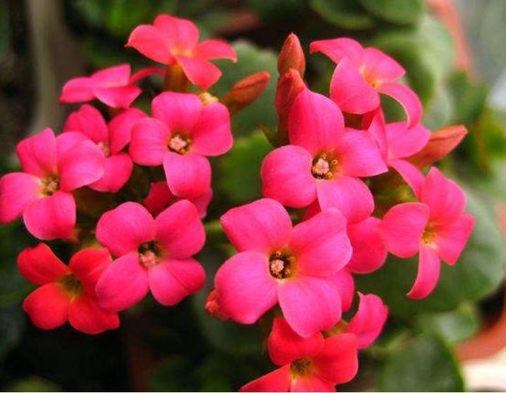 特别易爆盆的几种植物,养在家里美极了,花苞突突冒,花大色艳