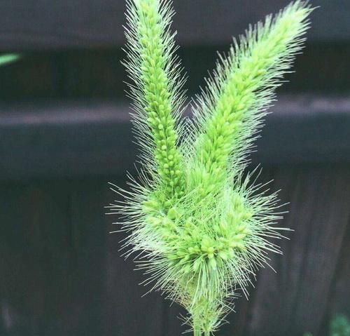  植物|说到这种植物，80后肯定不会陌生，你又真正了解多少呢？