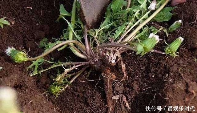 蒲公英泡水喝,药用价值大,那么很多人就会问:可以天天喝吗?