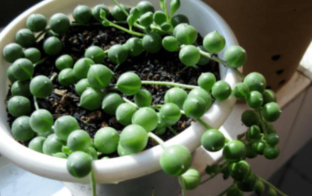 垂吊性|比珍珠还珍贵的多肉绿植,像手串一样好看,家里别再养吊兰了