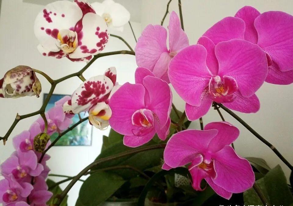 蝴蝶兰有“三怕”,养护要避开,猛窜芽冒花苞,清香宜人小半年
