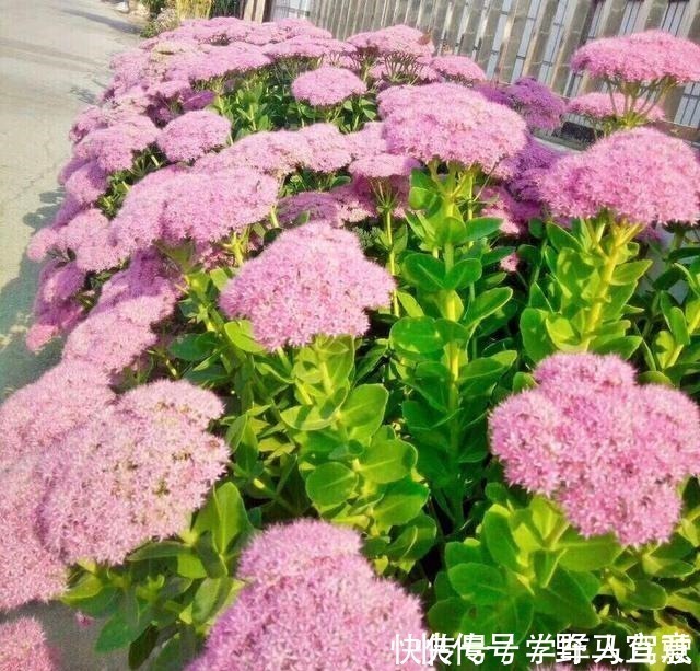 枝条|有院子一定要养“2种”花，剪1根枝条“沾土就活”，变成小花园！