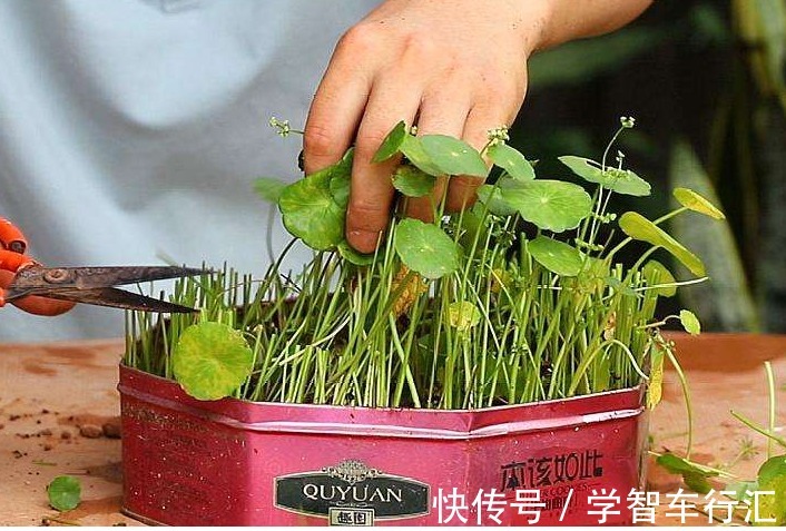 3种花,喜欢“剪秃头”,越剪越茂盛,现在动手刚刚好!