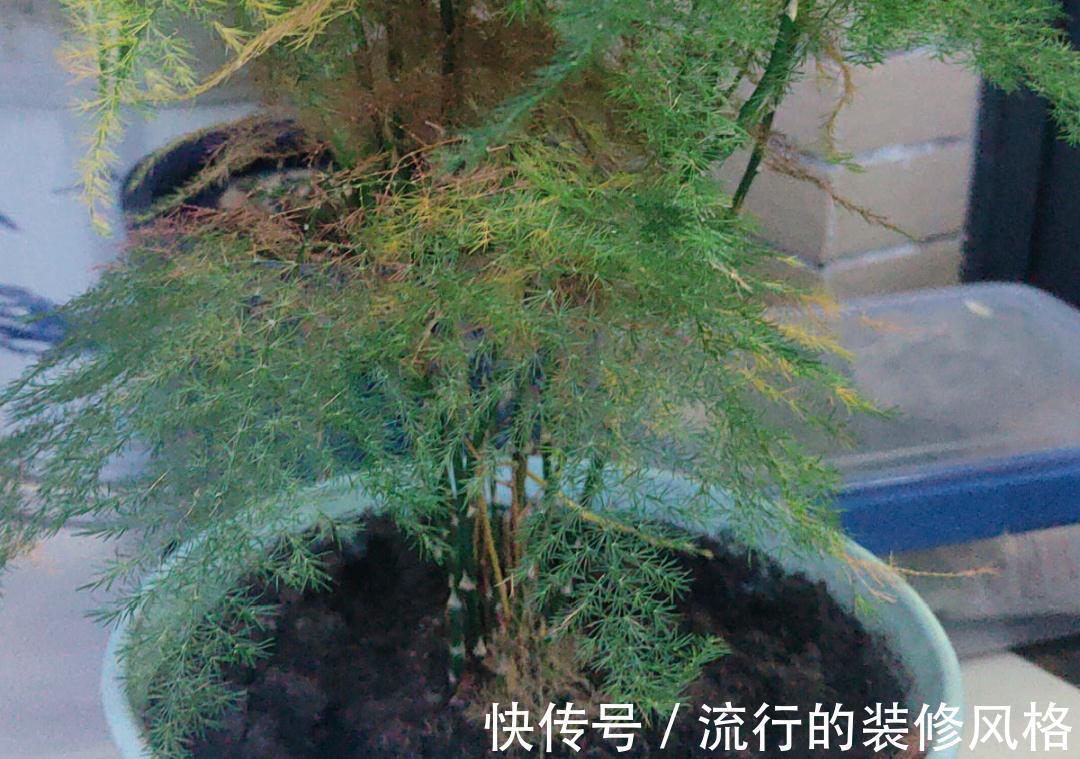 黄叶|养花“黑名单”实在太难养,心累