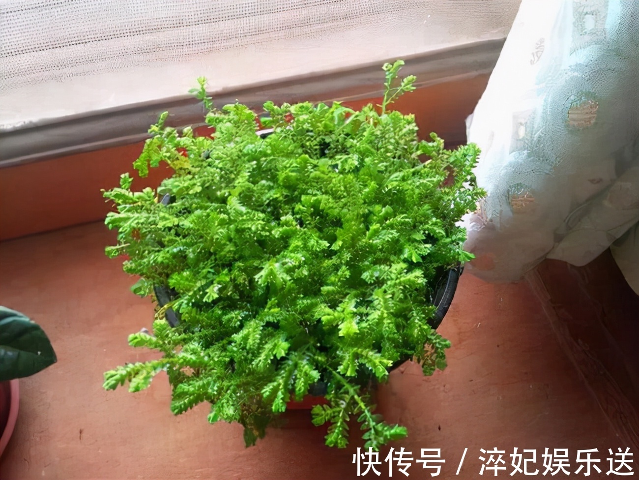 养花|奶奶对我说卧室别养5类花,仔细想想,不是迷信,而是真的有道理