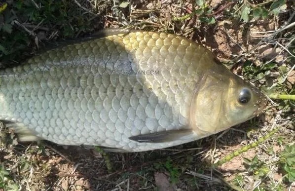 野钓调漂思路详解,了解这些,不愁钓不到鱼!